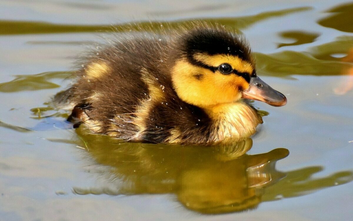 Eine kleine Ente schwimmt im Teich Eine kleine Ente schwimmt im Teich